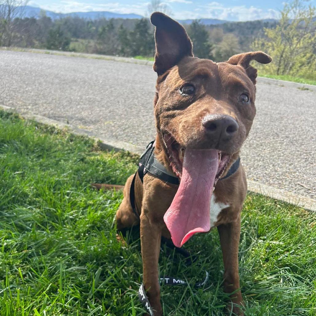 Enlarge Clifford, a Adoptable mixed breed in Caryville, TN image 6/6