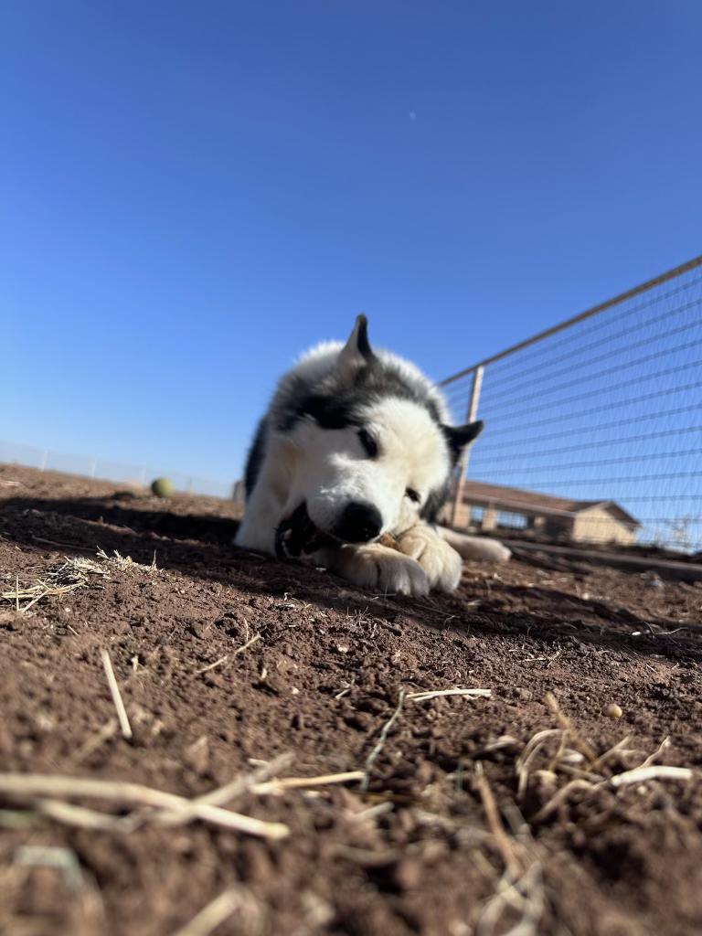 Trooper, Adult Male Husky