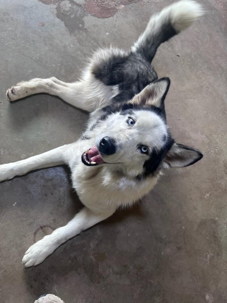 Trooper — thumbnail 3