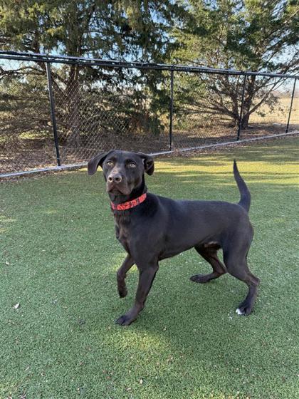 Mikey, Adoptable, Adult Male Labrador Retriever & Mixed Breed.