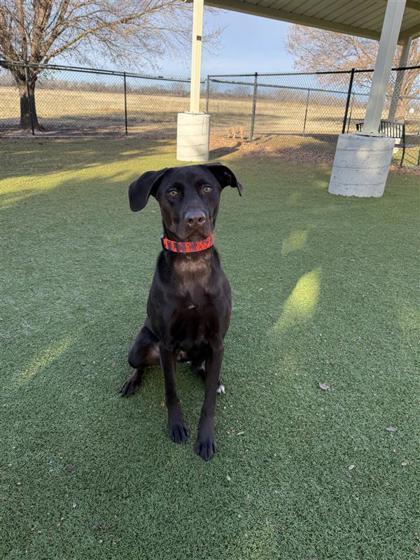 Mikey, a Adoptable mixed breed in Hutchinson, KS image 2/3