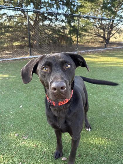 Mikey, a Adoptable mixed breed in Hutchinson, KS image 3/3