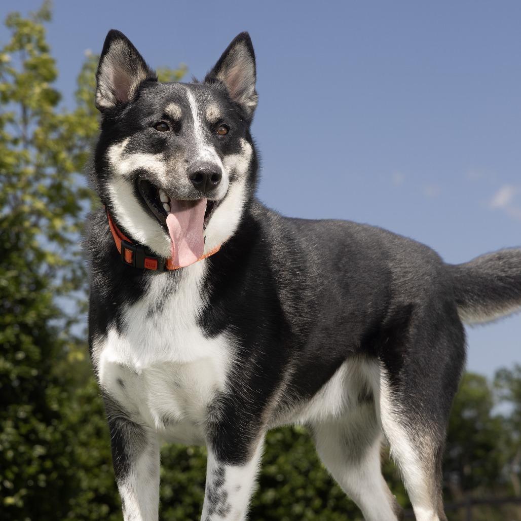 Enlarge Flint, a Adoptable Mixed Breed in Franklin, TN image 1/4