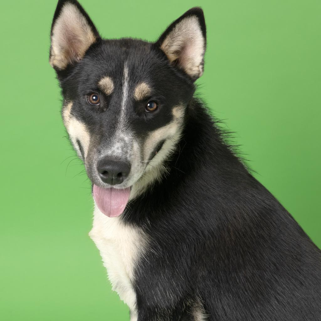 Enlarge Flint, a Adoptable Mixed Breed in Franklin, TN image 2/4