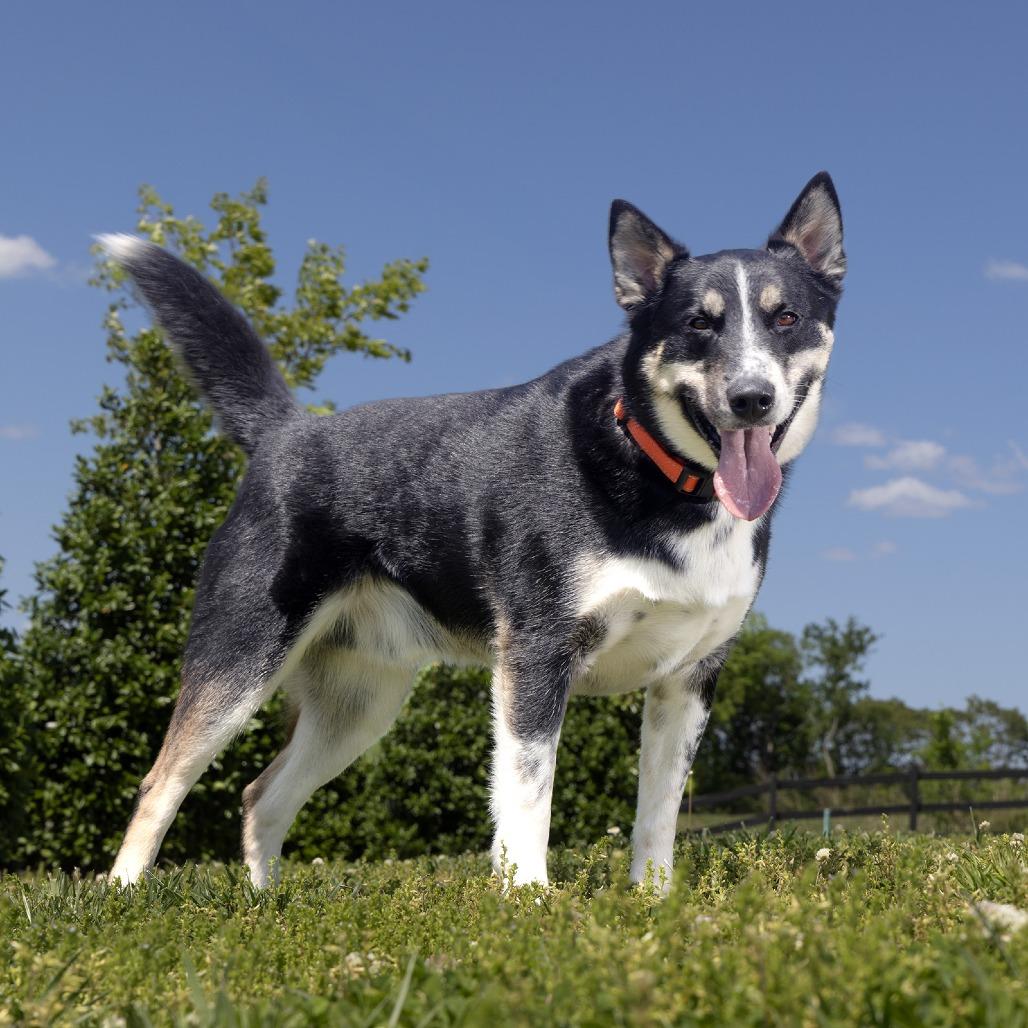 Enlarge Flint, a Adoptable Mixed Breed in Franklin, TN image 3/4
