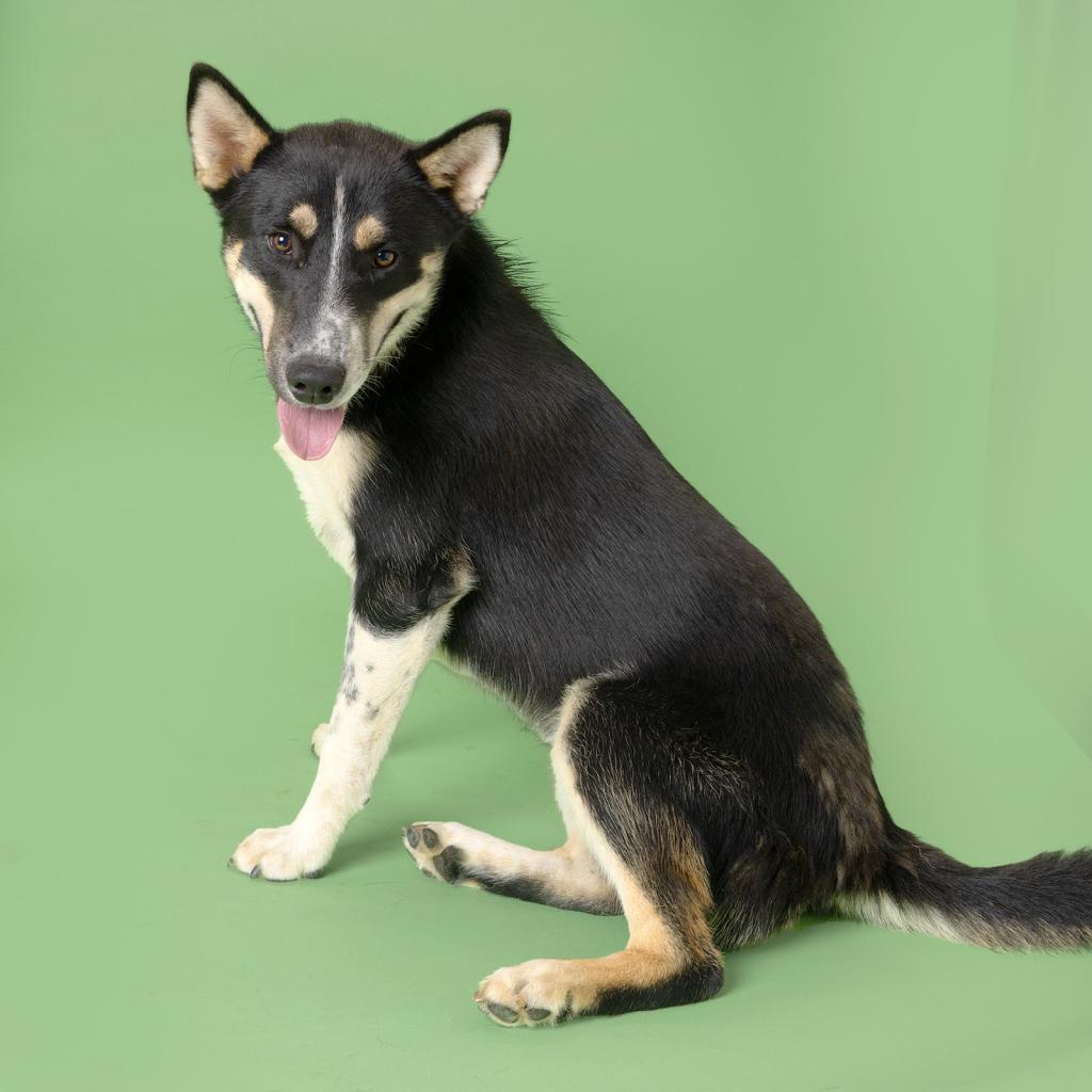 Enlarge Flint, a Adoptable Mixed Breed in Franklin, TN image 4/4