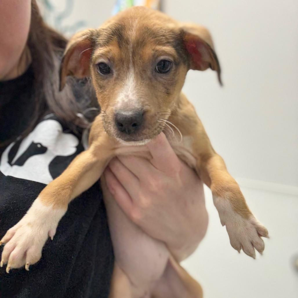 Lilac, a Adoptable mixed breed in Monticello, IA image 2/6