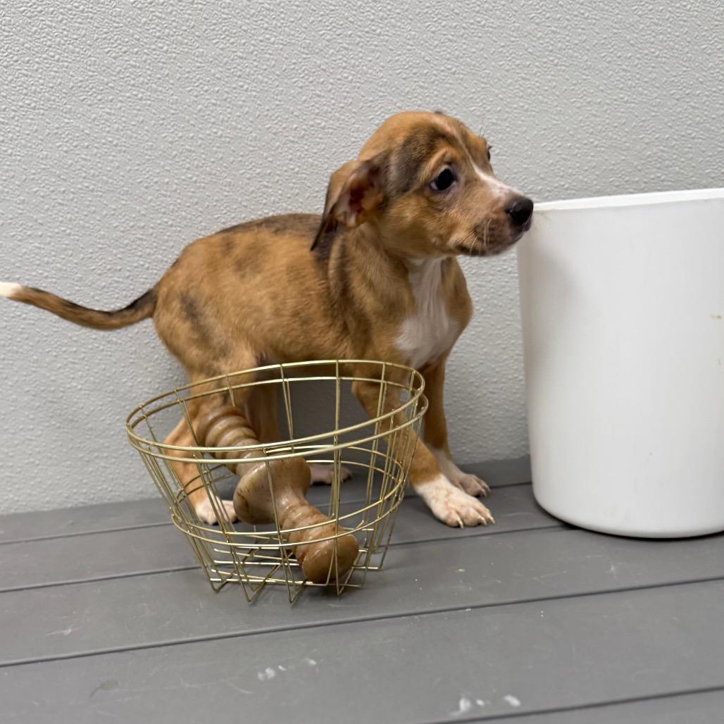 Lilac, a Adoptable mixed breed in Monticello, IA image 4/6