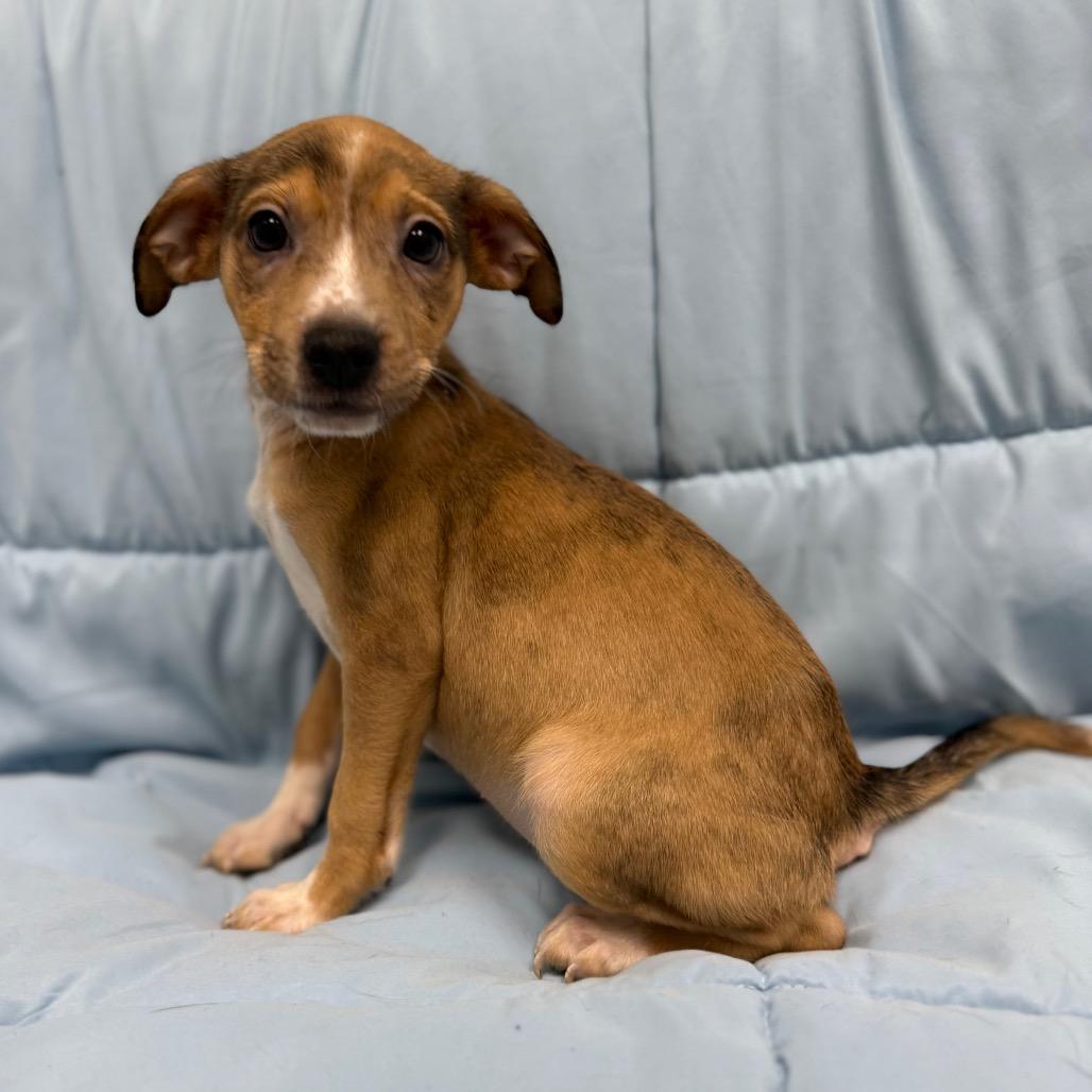 Lilac, a Adoptable mixed breed in Monticello, IA image 5/6