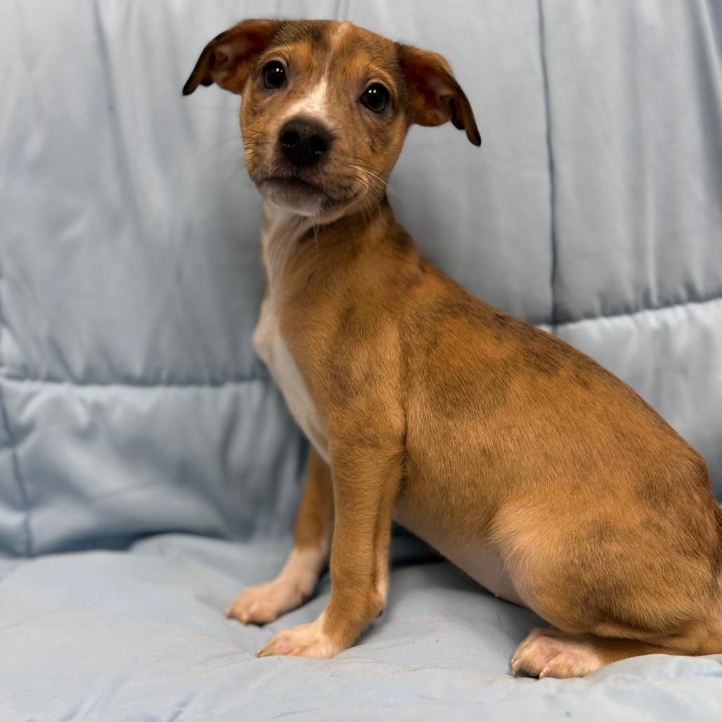 Lilac, a Adoptable mixed breed in Monticello, IA image 1/6