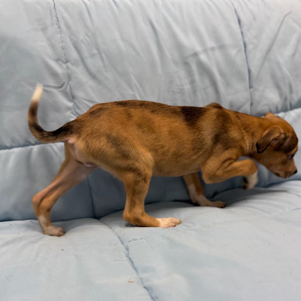 Lilac, a Adoptable mixed breed in Monticello, IA image 6/6