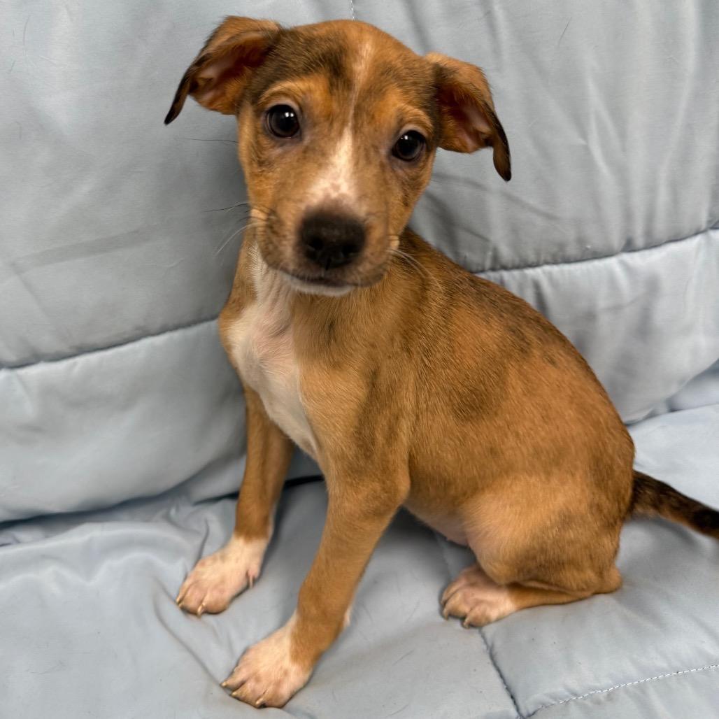 Lilac, a Adoptable mixed breed in Monticello, IA image 3/6