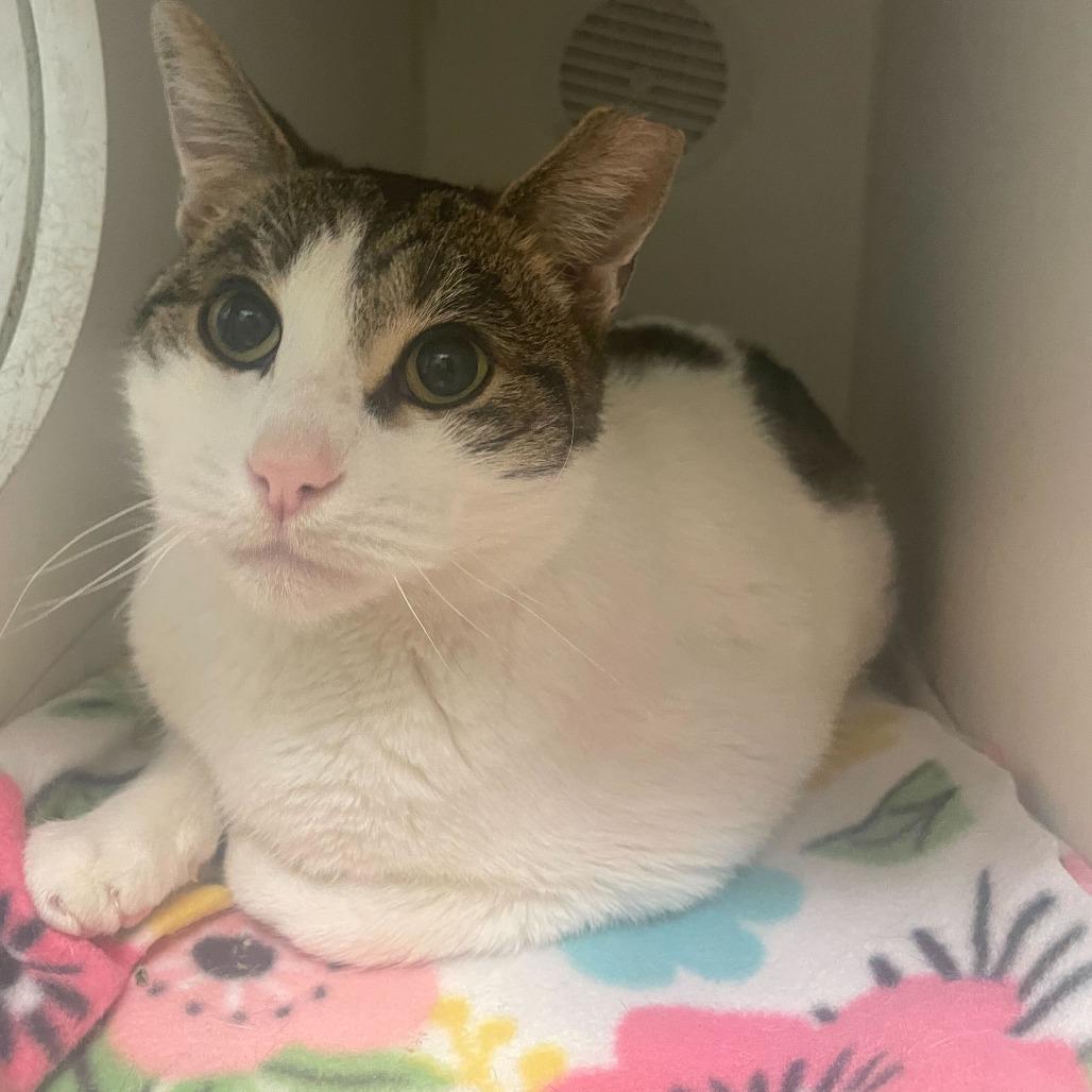 Gordo, a Adoptable Domestic Short Hair in Philadelphia, PA image 1/5