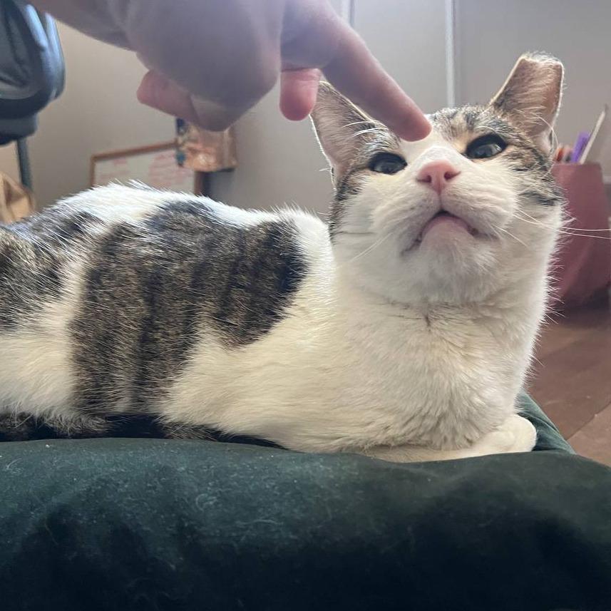 Gordo, a Adoptable Domestic Short Hair in Philadelphia, PA image 2/5