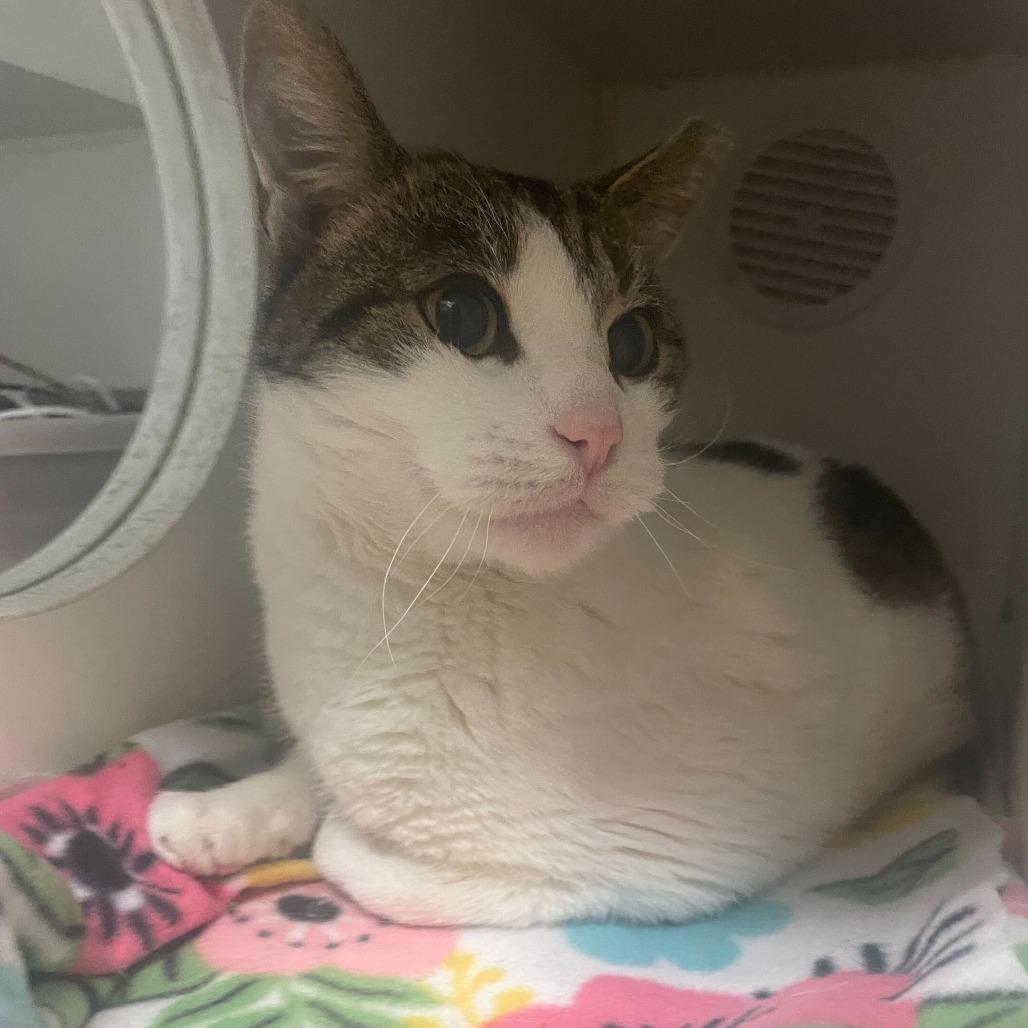 Gordo, a Adoptable Domestic Short Hair in Philadelphia, PA image 3/5