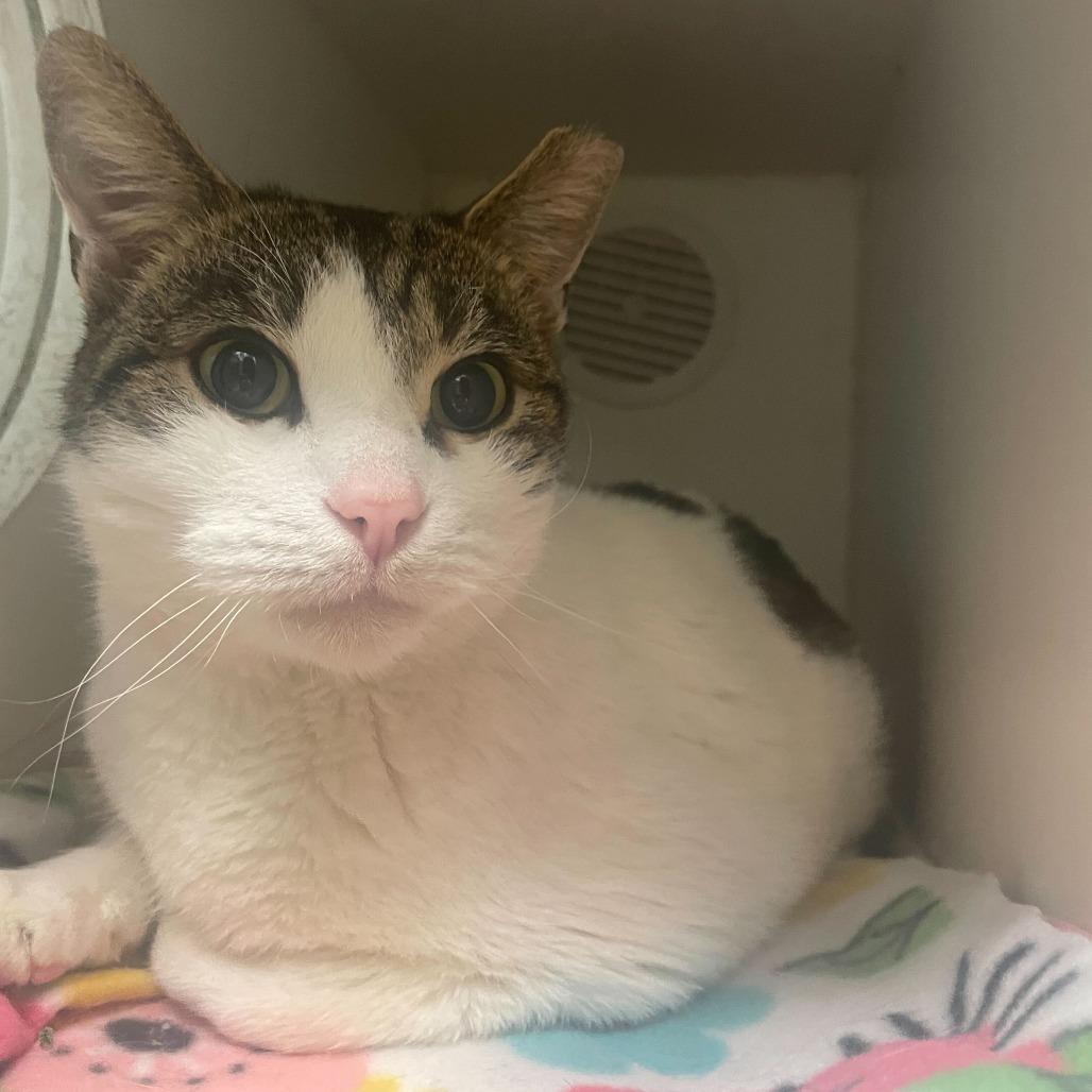 Gordo, a Adoptable Domestic Short Hair in Philadelphia, PA image 4/5