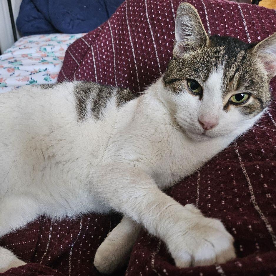 Gordo, a Adoptable Domestic Short Hair in Philadelphia, PA image 5/5