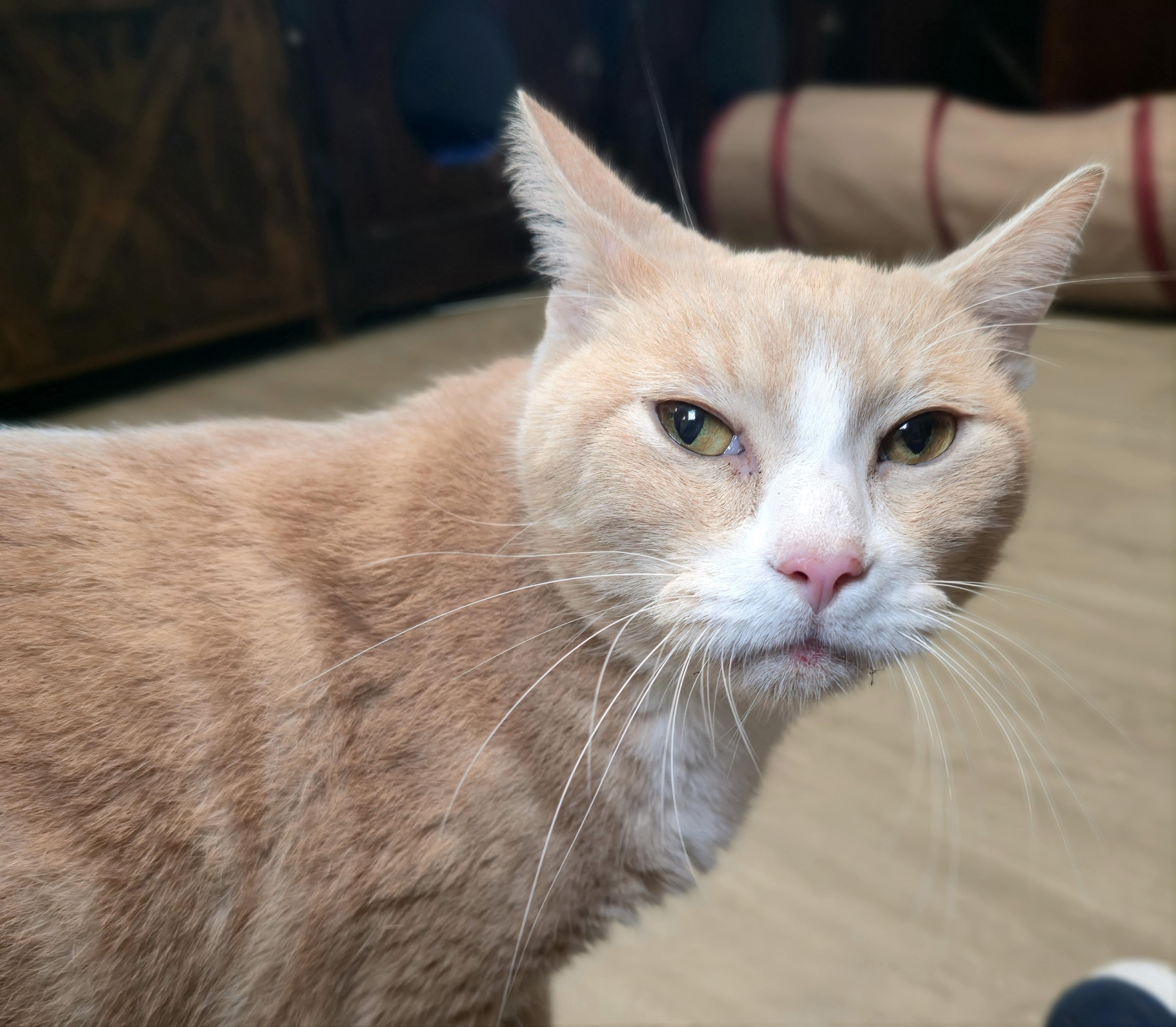 Timon - bonded to Simba