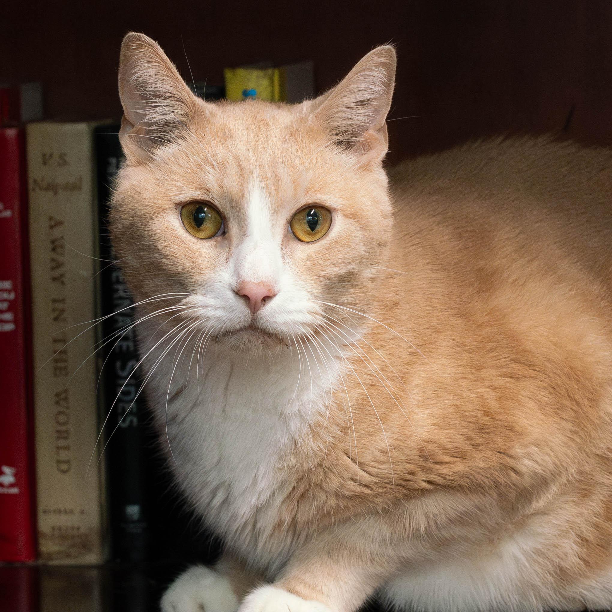 Timon - bonded to Simba