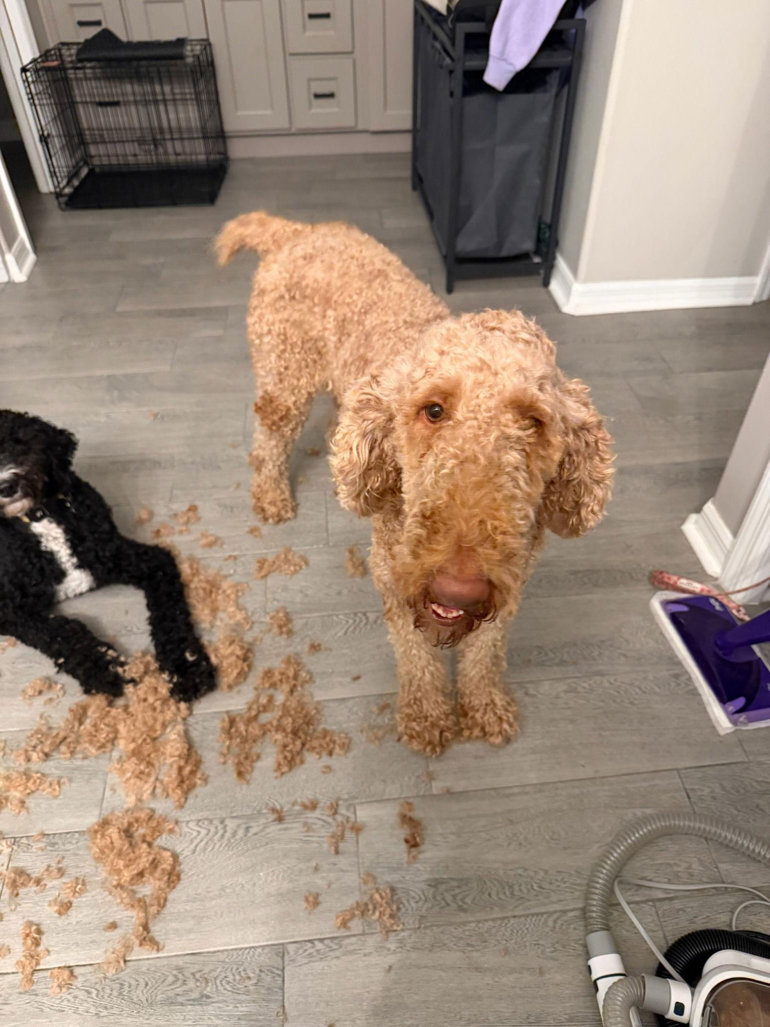 Enlarge Penny, a Adopted Standard Poodle in Orlando, FL image 1/3