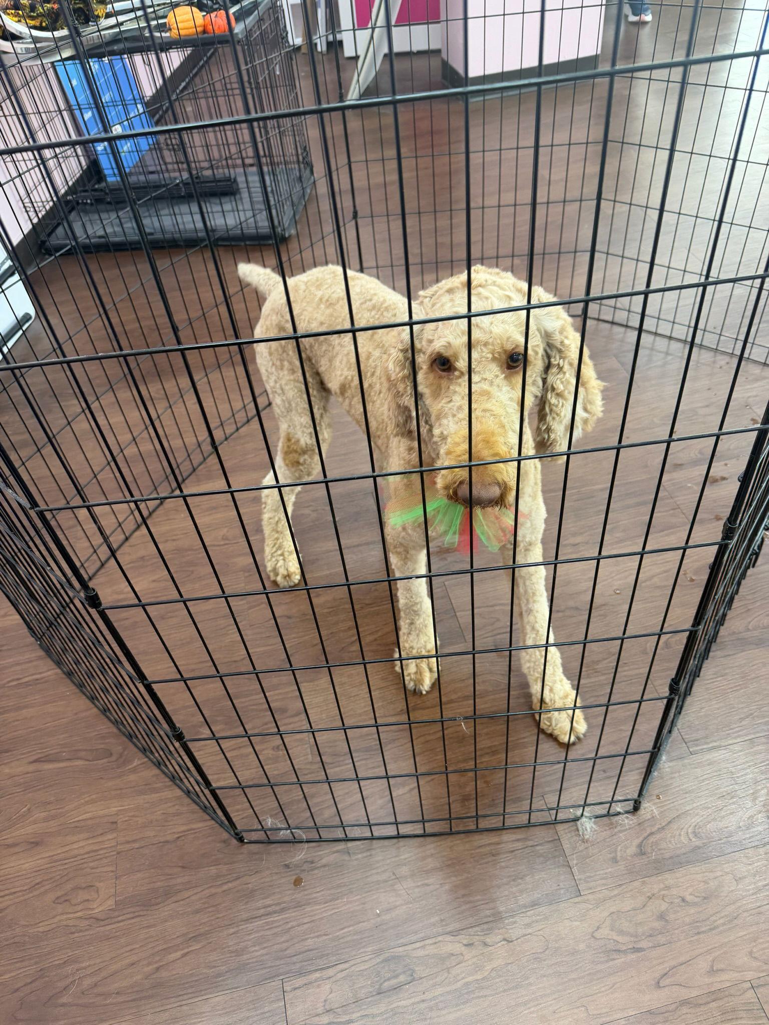 Enlarge Penny, a Adopted Standard Poodle in Orlando, FL image 2/3