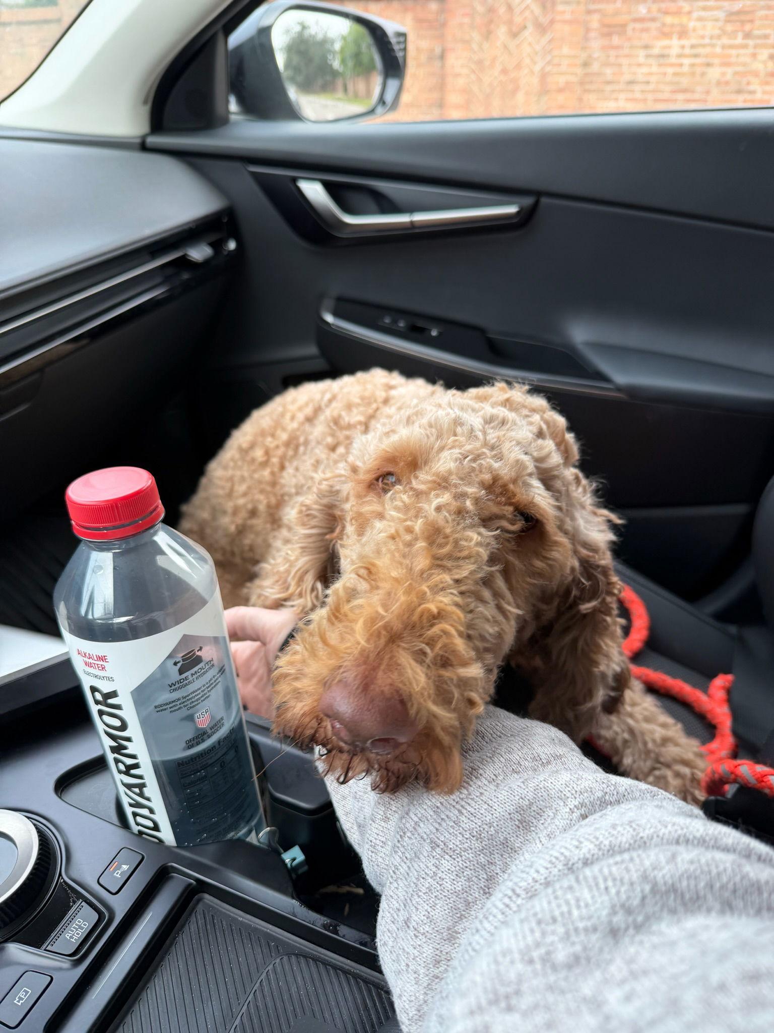 Enlarge Penny, a Adopted Standard Poodle in Orlando, FL image 3/3