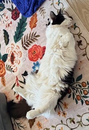 Enlarge Cookie, a ADOPTABLE Domestic Medium Hair in Sherman Oaks, CA image 6/6