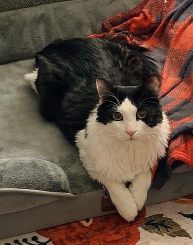 Enlarge Cookie, a ADOPTABLE Domestic Medium Hair in Sherman Oaks, CA image 5/6