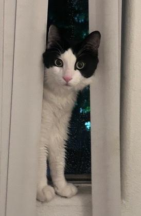 Enlarge Cookie, a ADOPTABLE Domestic Medium Hair in Sherman Oaks, CA image 2/6