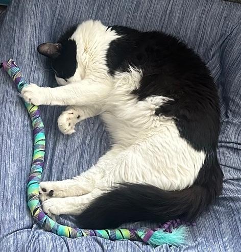 Enlarge Cookie, a ADOPTABLE Domestic Medium Hair in Sherman Oaks, CA image 3/6