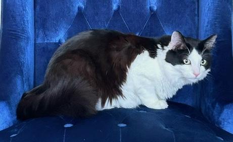 Cookie, ADOPTABLE, Adult Male Domestic Medium Hair.