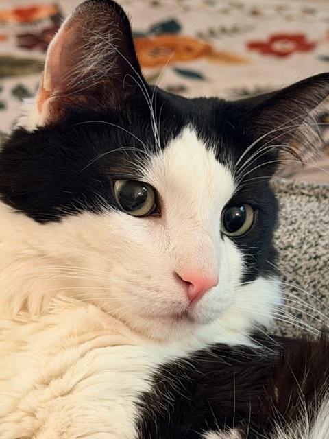 Enlarge Cookie, a ADOPTABLE Domestic Medium Hair in Sherman Oaks, CA image 4/6