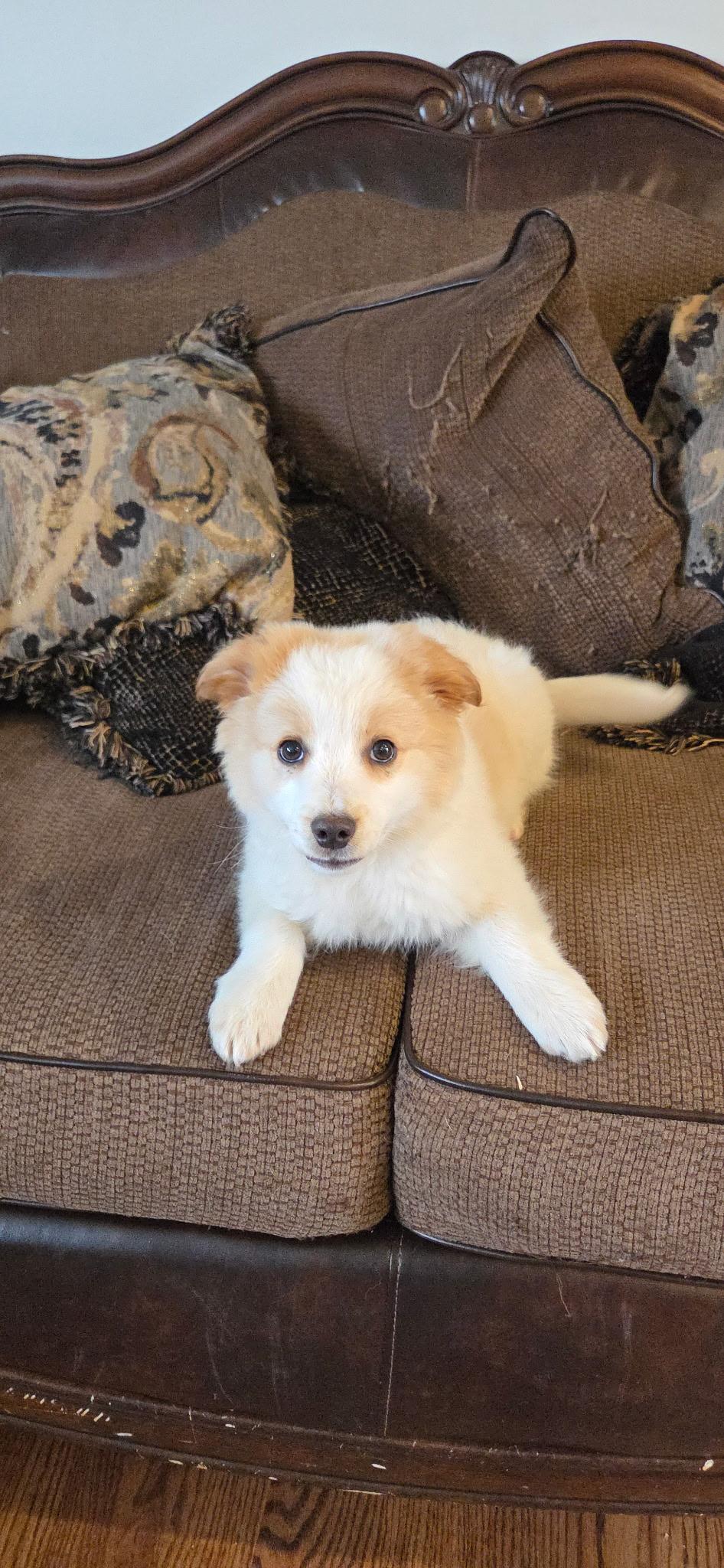 Enlarge Chastity, a ADOPTABLE mixed breed in Kimball, MI image 2/2