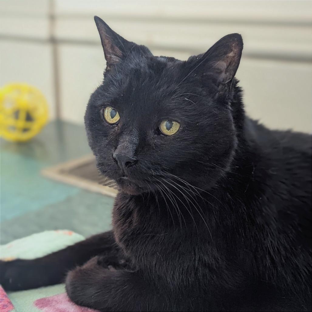 Enlarge Coco Puff, a Adoptable Domestic Short Hair in Providence, RI image 1/3