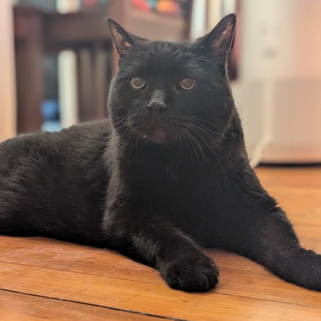 Enlarge Coco Puff, a Adoptable Domestic Short Hair in Providence, RI image 2/3