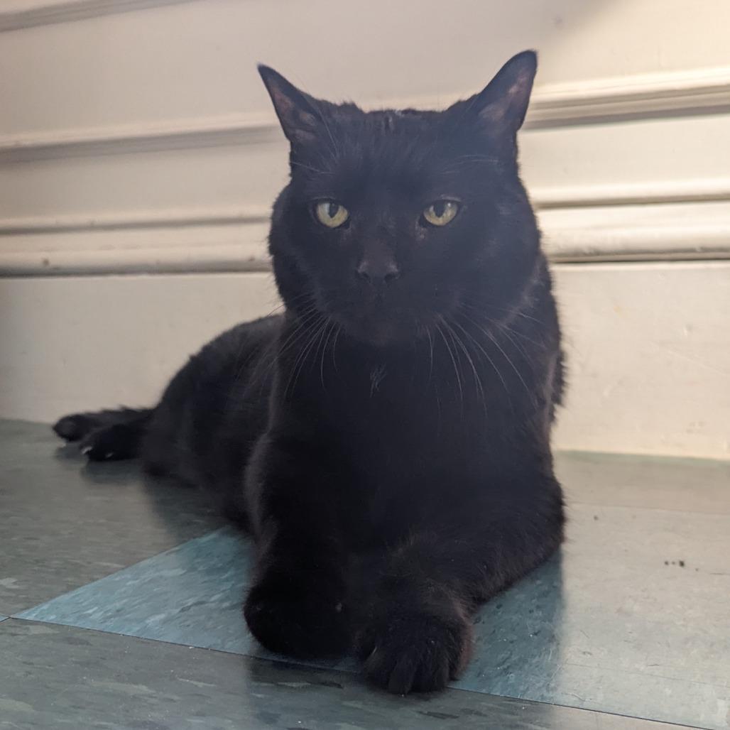 Enlarge Coco Puff, a Adoptable Domestic Short Hair in Providence, RI image 3/3