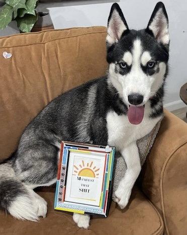 Riley, a Adoptable Husky in Fort Pierce, FL image 1/2