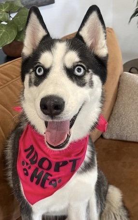 Riley, a Adoptable Husky in Fort Pierce, FL image 2/2