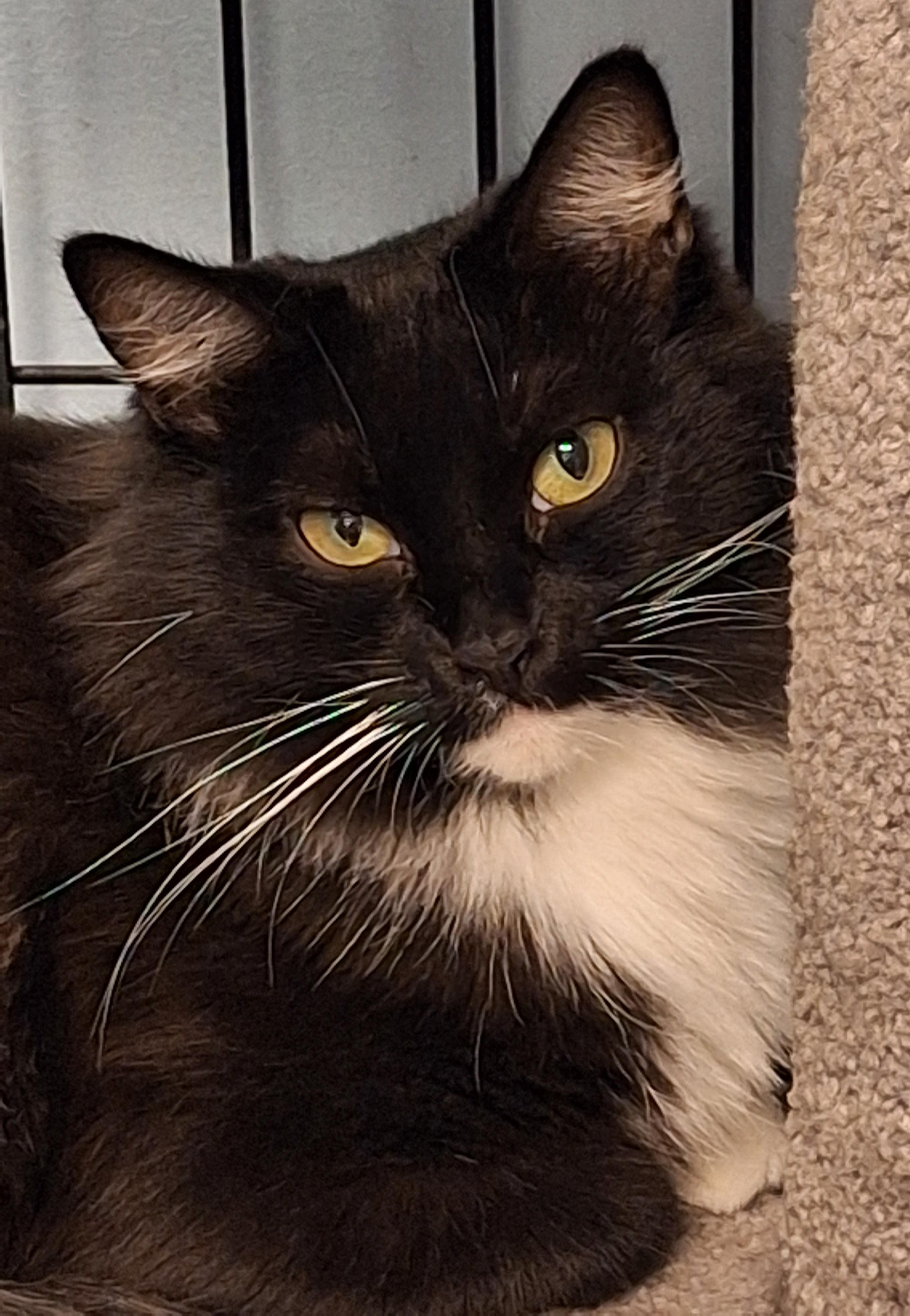 Enlarge Cheyenne, a Adoptable mixed breed in Spokane, WA image 1/5