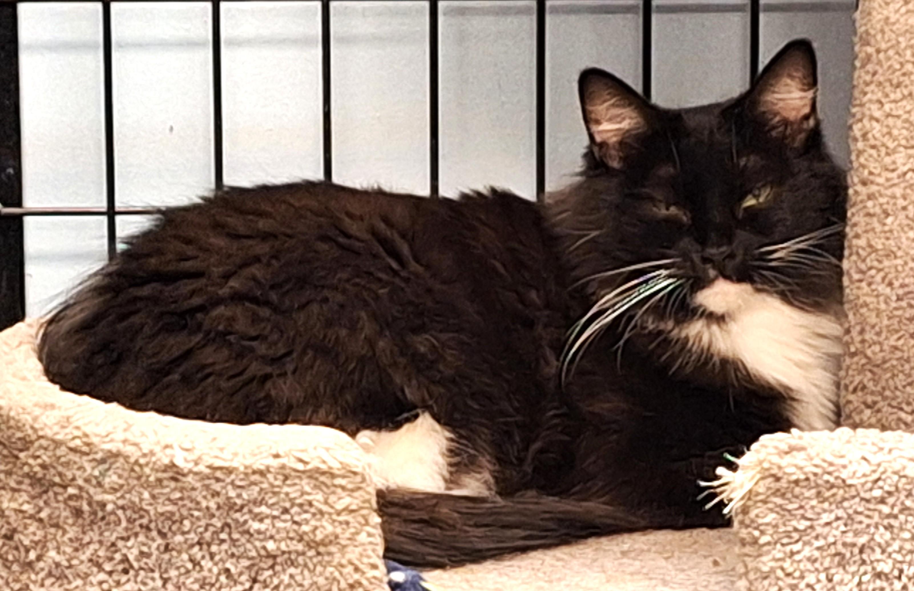 Enlarge Cheyenne, a Adoptable mixed breed in Spokane, WA image 5/5