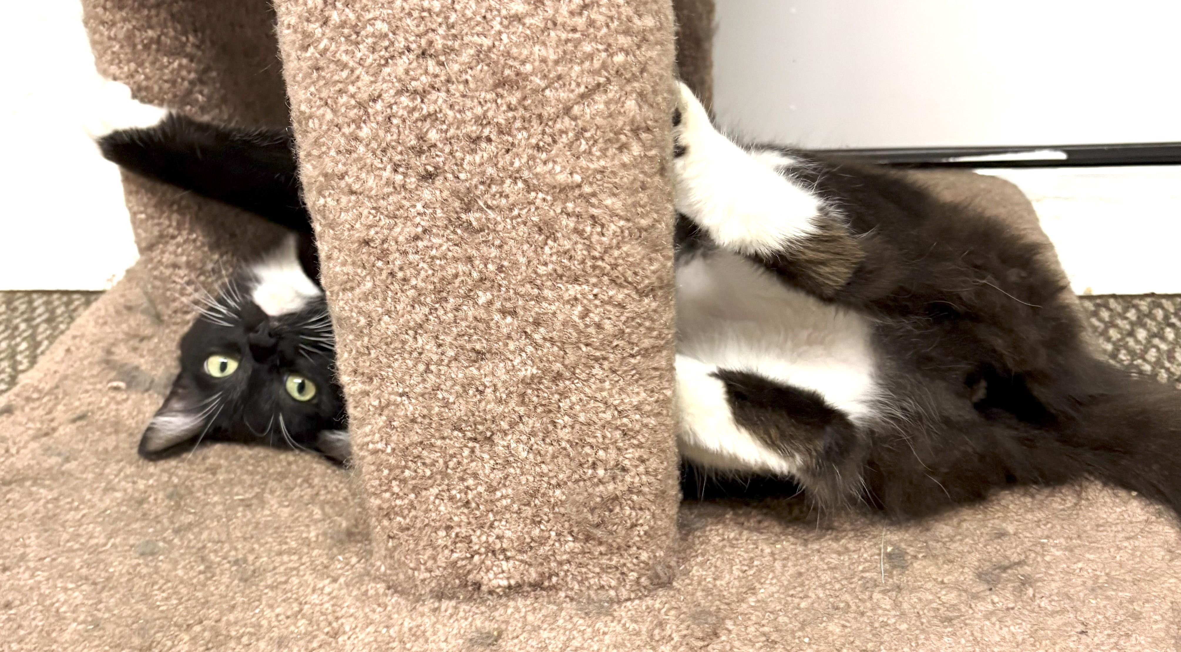 Enlarge Cheyenne, a Adoptable mixed breed in Spokane, WA image 4/5