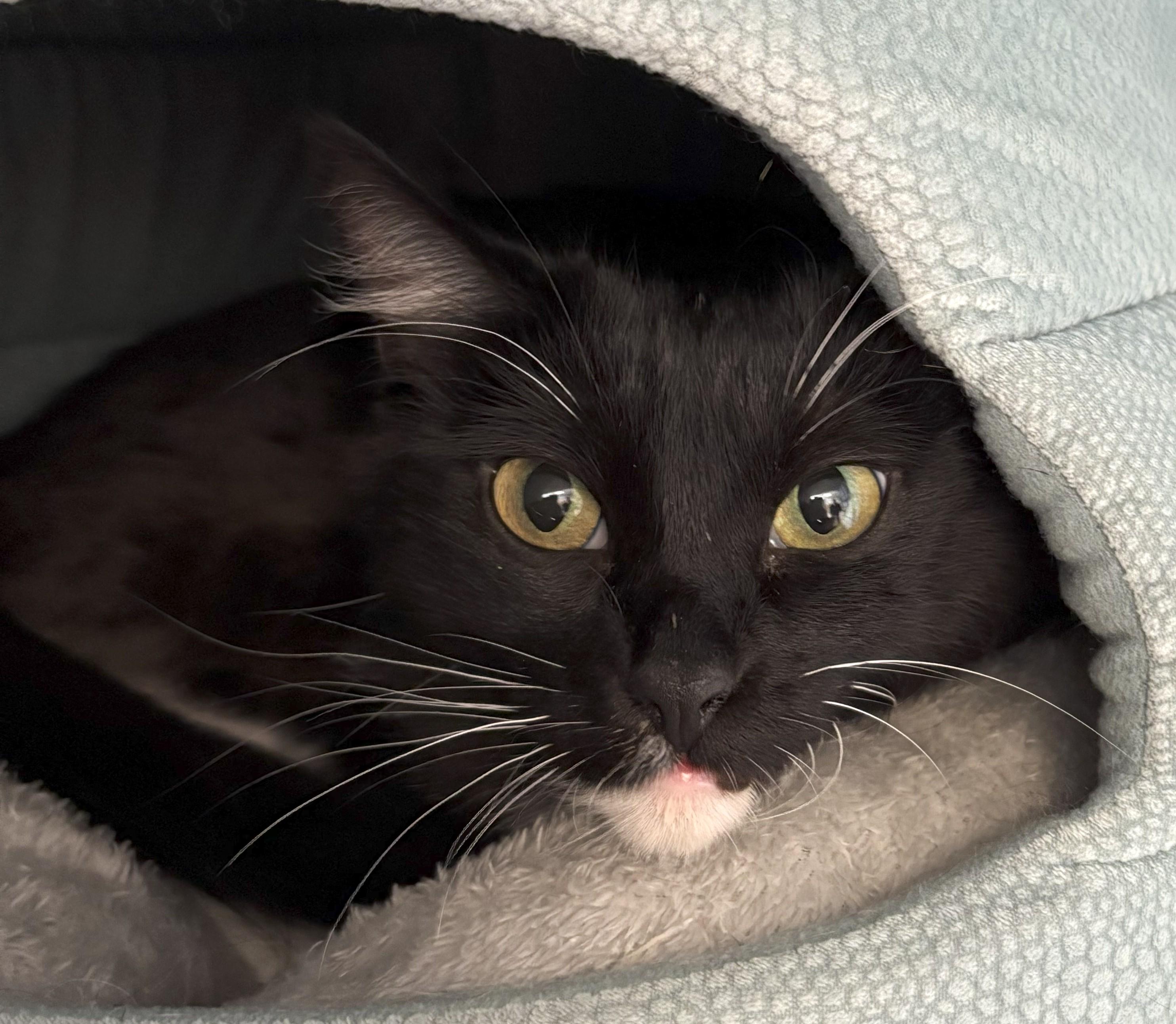 Enlarge Cheyenne, a Adoptable mixed breed in Spokane, WA image 2/5