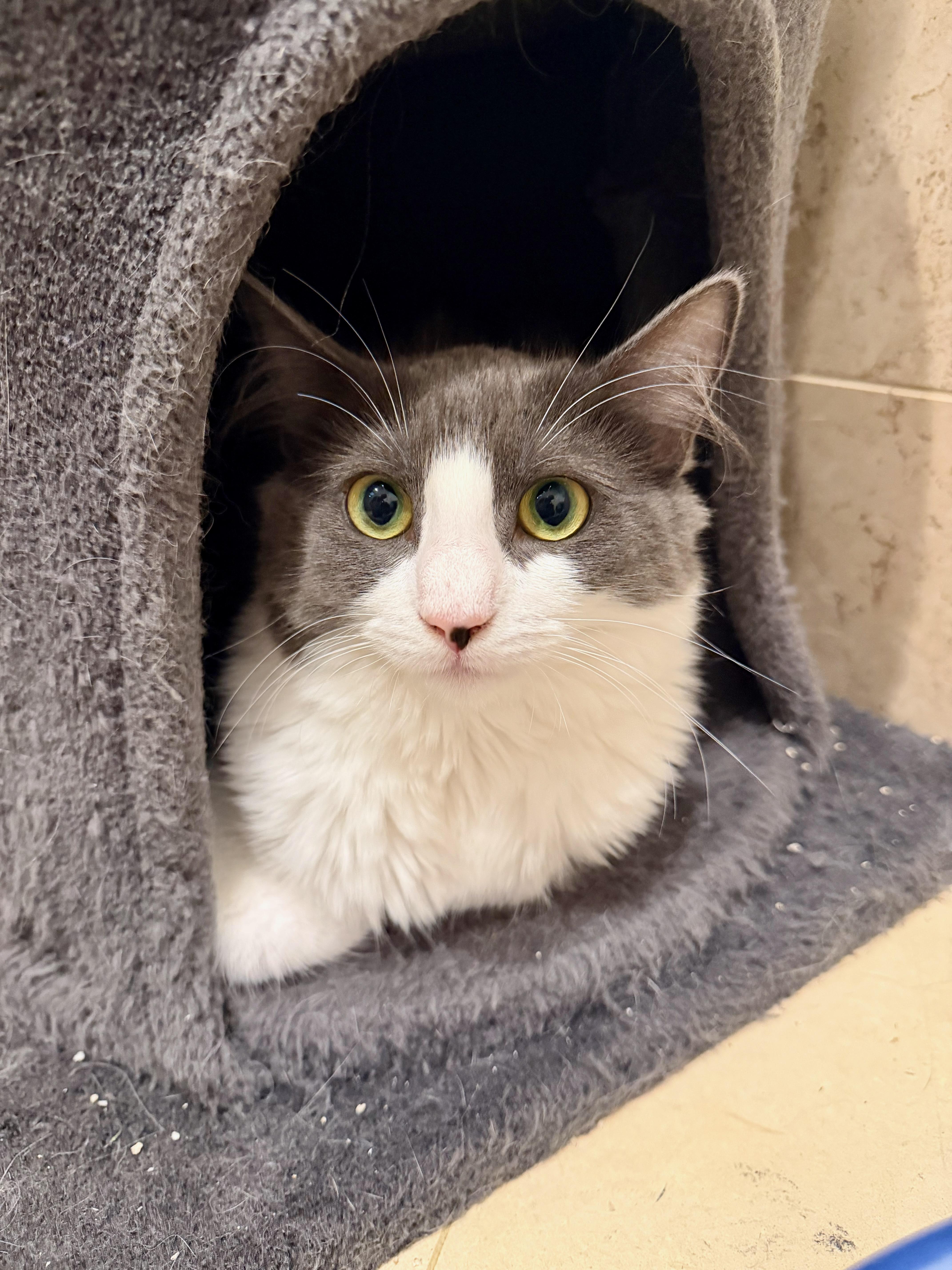Cheyene, a ADOPTABLE Domestic Medium Hair in Manhasset, NY image 5/5