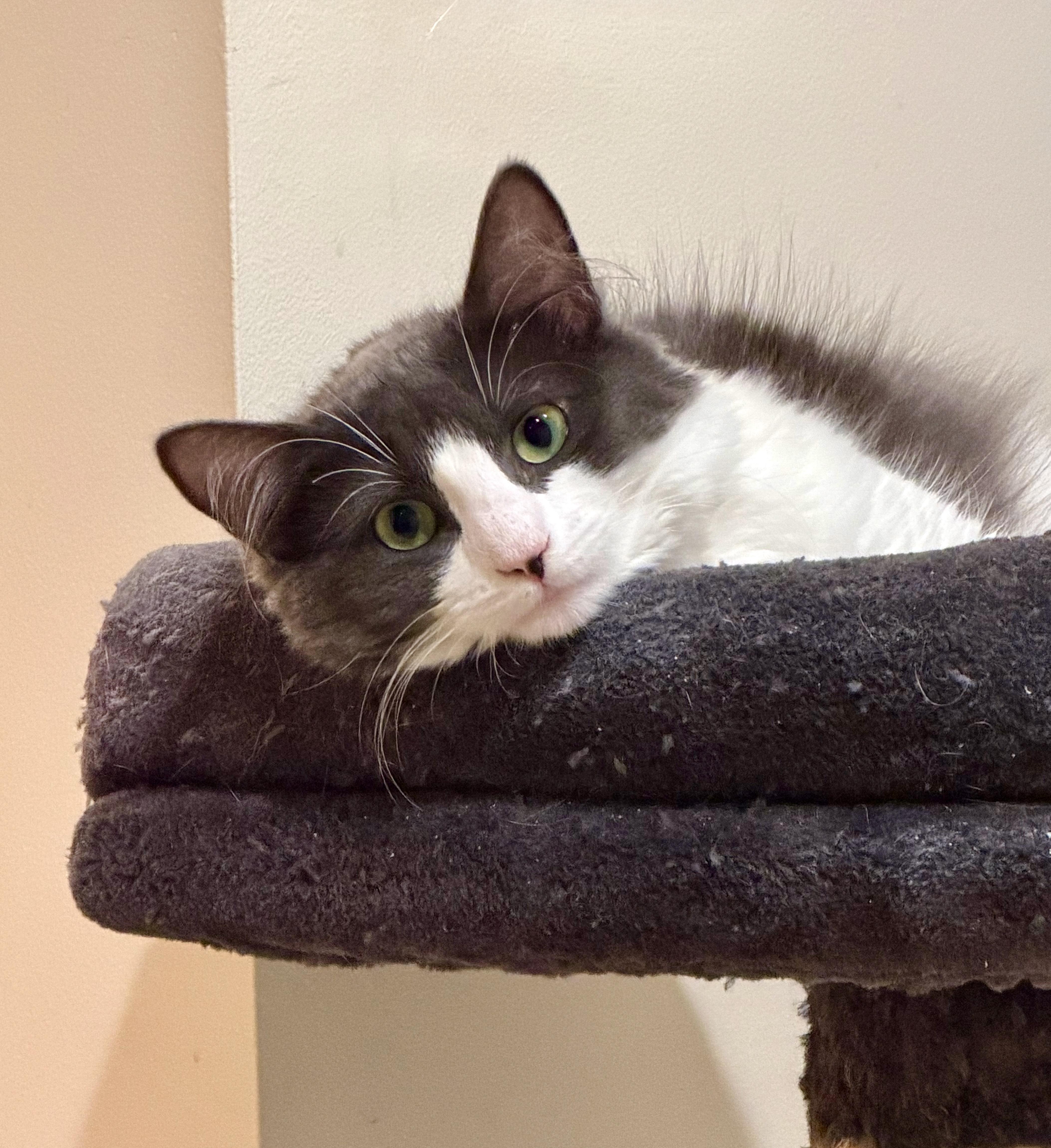 Cheyene, a ADOPTABLE Domestic Medium Hair in Manhasset, NY image 3/5