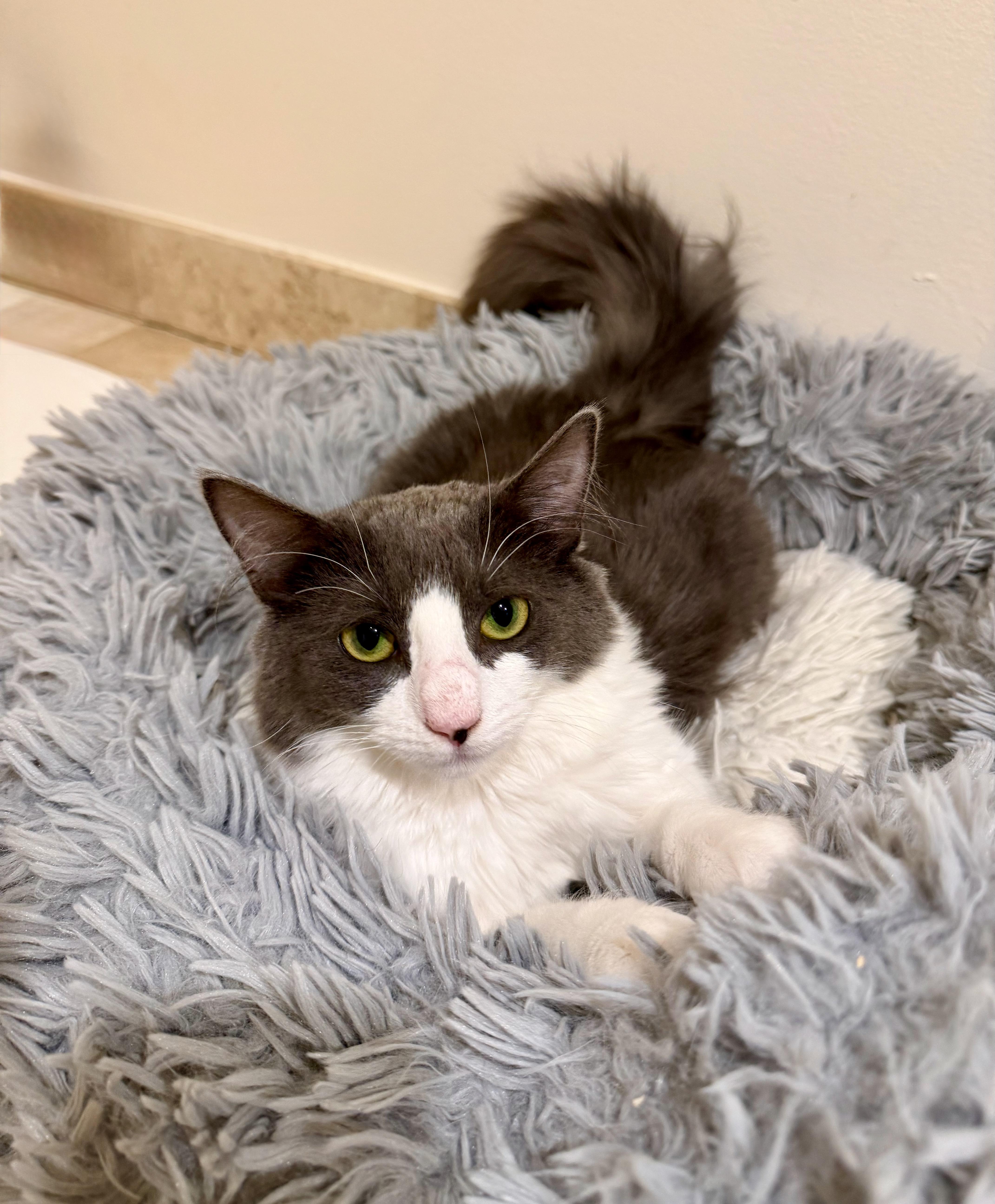Cheyene, ADOPTABLE, Young Female Domestic Medium Hair.
