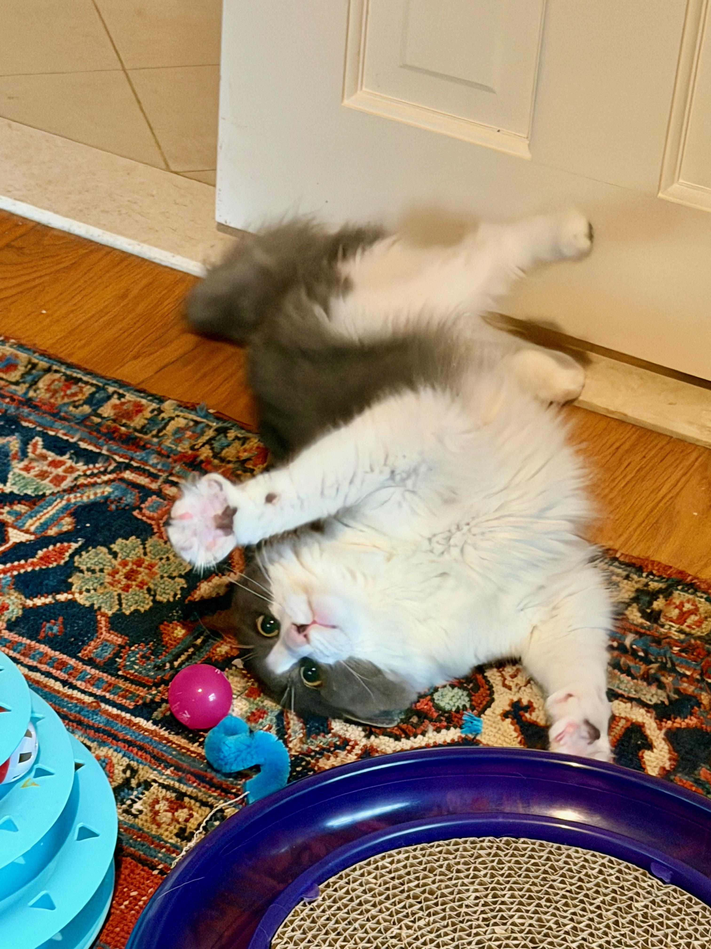 Cheyene, a ADOPTABLE Domestic Medium Hair in Manhasset, NY image 4/5
