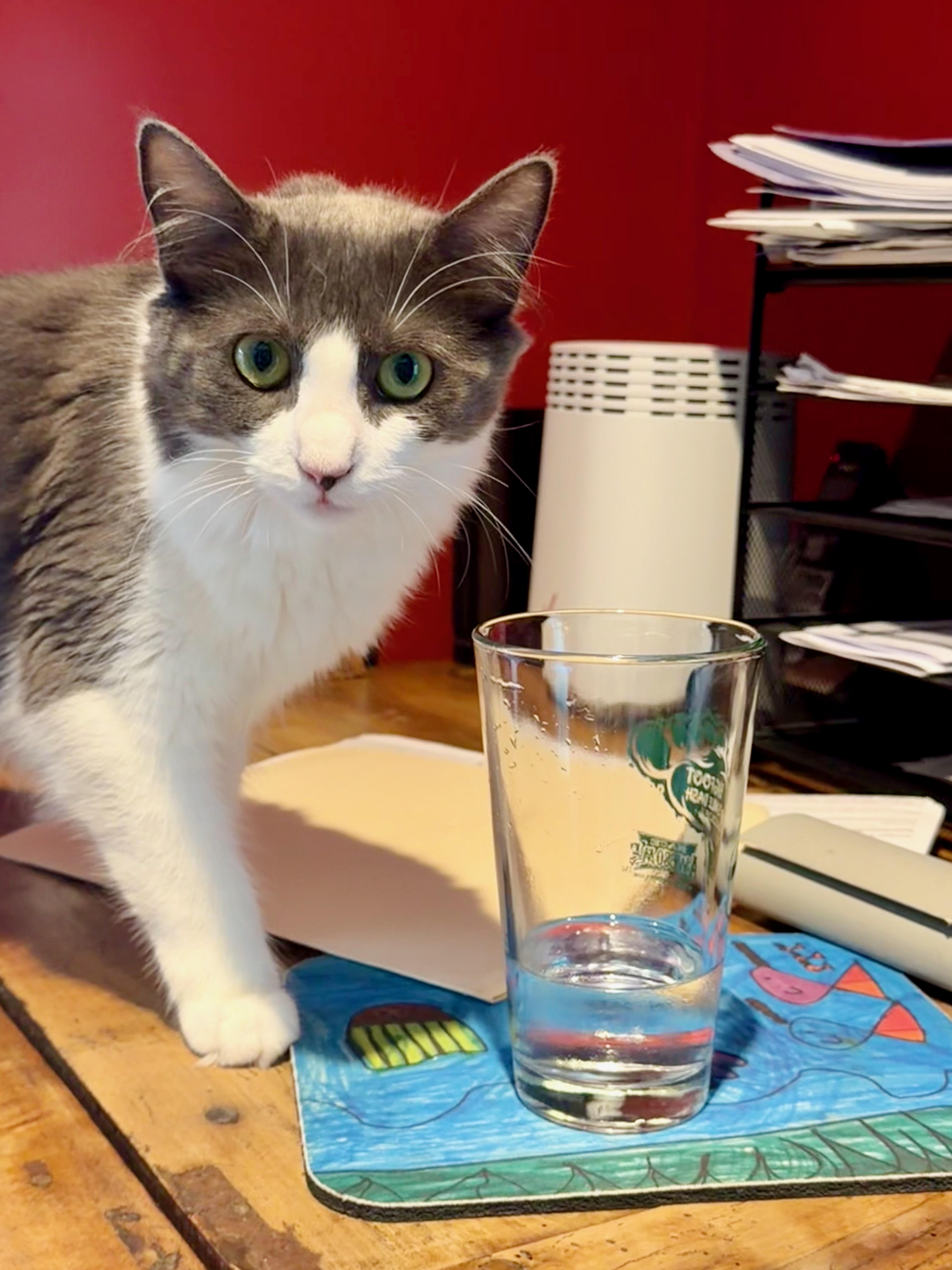 Enlarge Cheyene, an adopted Domestic Medium Hair in Manhasset, NY image 6/6