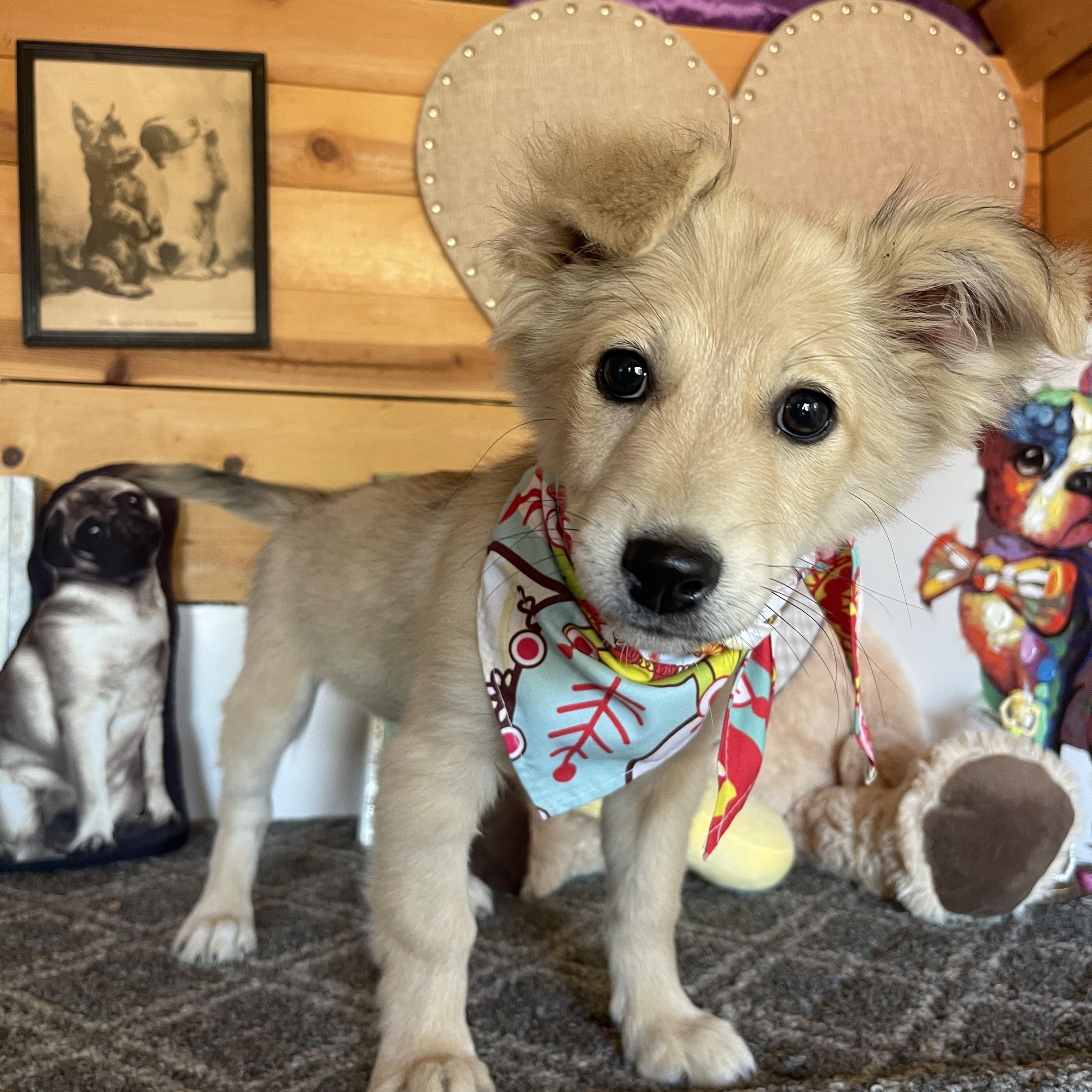 Clara, an adopted mixed breed in Vacaville, CA image 1/4