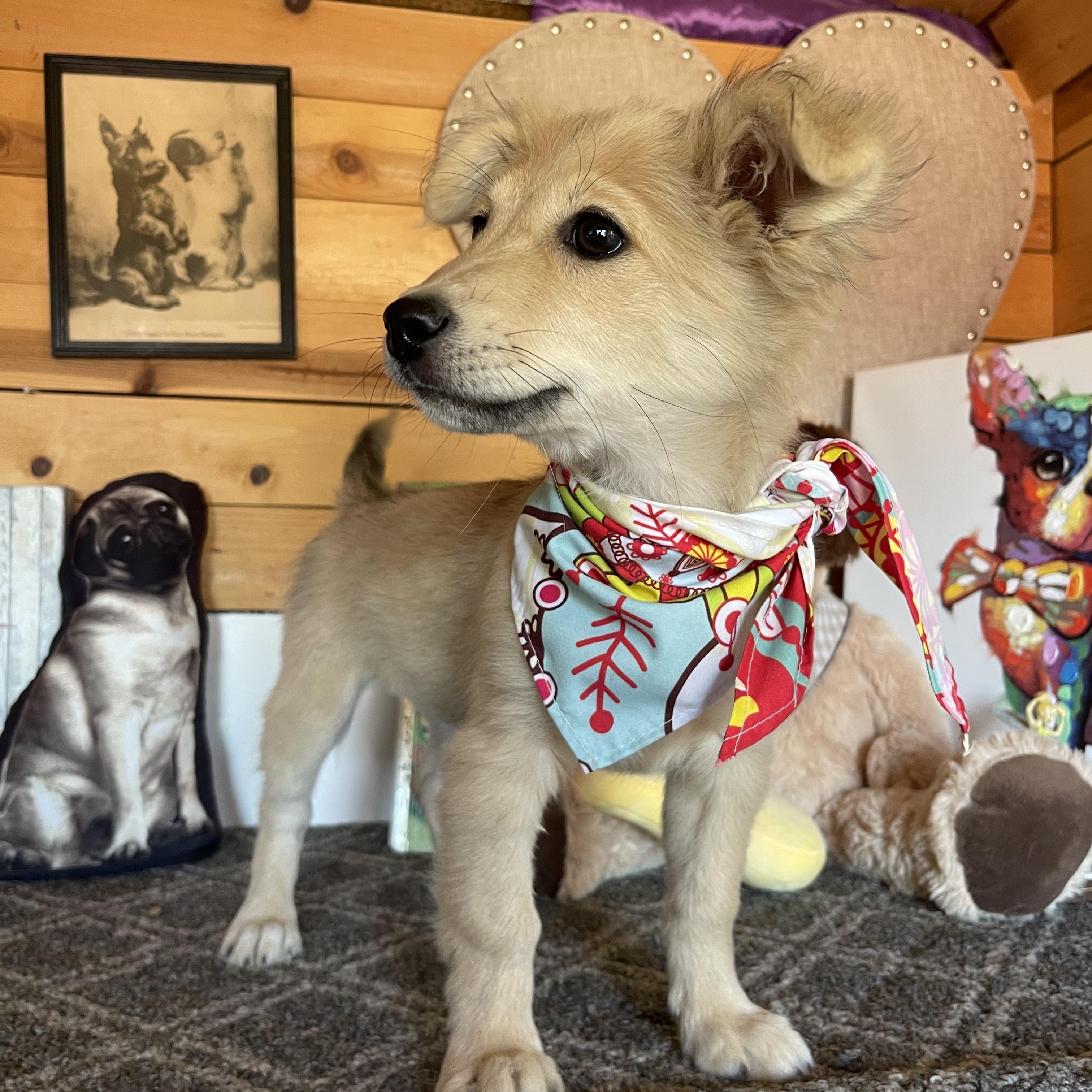 Clara, an adopted mixed breed in Vacaville, CA image 2/4