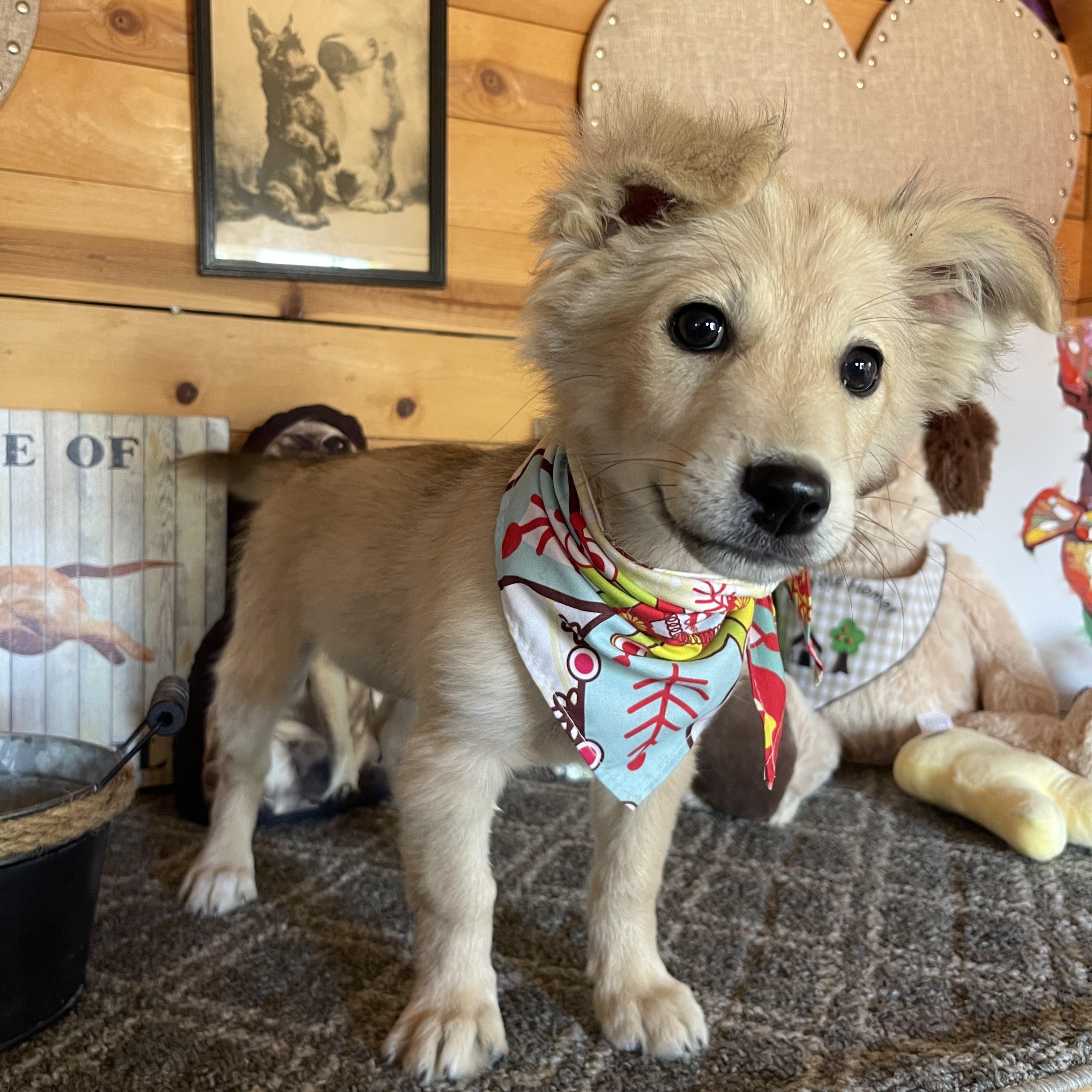 Clara, an adopted mixed breed in Vacaville, CA image 3/4